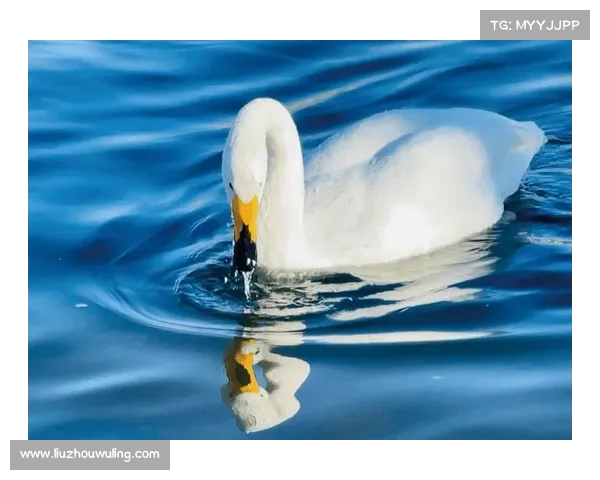 2020cmc天鹅奖;天鹅赛事全球盛典优雅天鹅展翅竞技角逐荣耀巅峰盛会 2020cmc天鹅奖;天鹅赛事全球盛典优雅天鹅展翅竞技角逐荣耀巅峰盛会